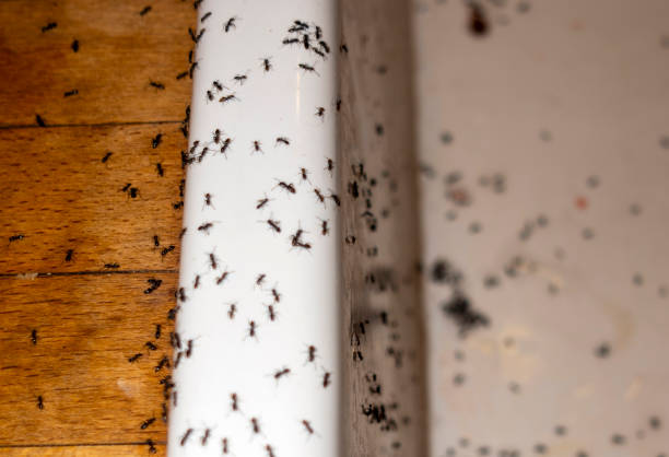 Best Best Pest Control Companies  in Longmont, CO